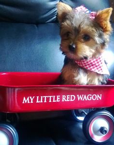 Dayzie in her Little