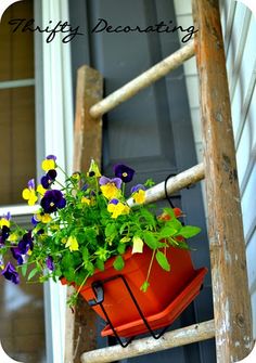Old Ladder Plant Hol