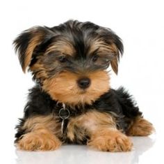 this little guy! xo