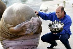 Walrus' reaction aft